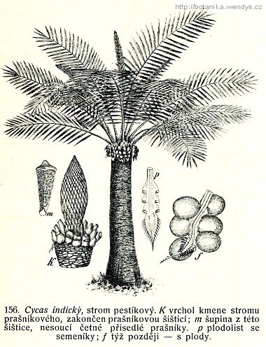 Cykas indický - Cycas circinalis