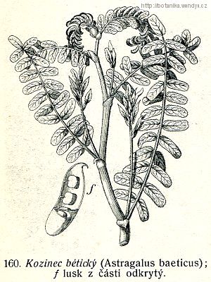 Kozinec bétický - Astragalus baeticus