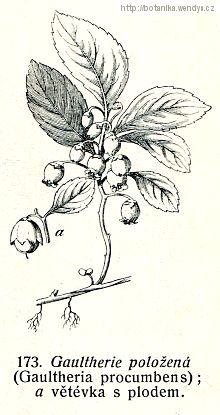 Libavka poléhavá - Gaultheria procumbens