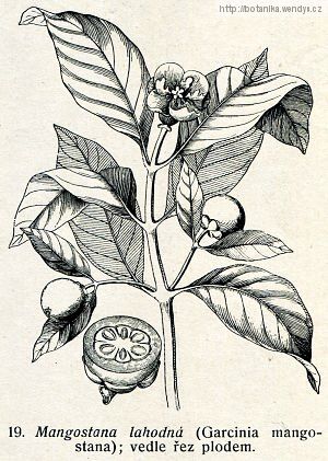 Mongostan - Garcinia mangostana