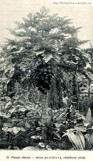 Papája obecná - Carica papaya