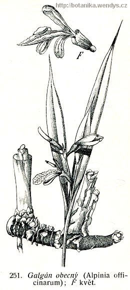 Galgán lékařský - Alpinia officinarum