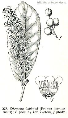Bobkovišeň lékařská - Prunus laurocerasus