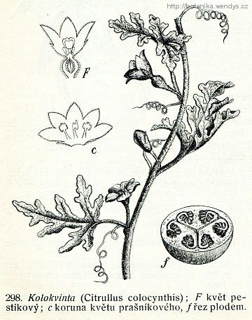 Kolokvinta - Citrullus colocynthis