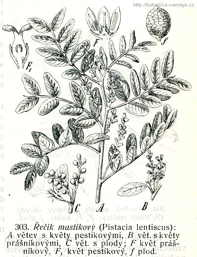 Pistácie lentišek - Pistacia lentiscus