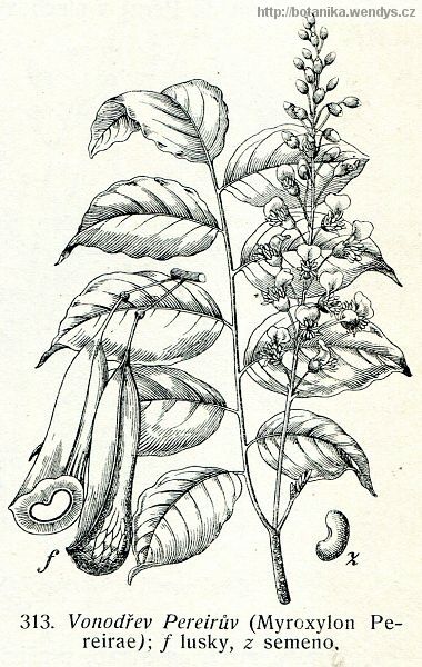 Myroxylon balzámový Pereirův - Myroxylon balsamum var. pereirae