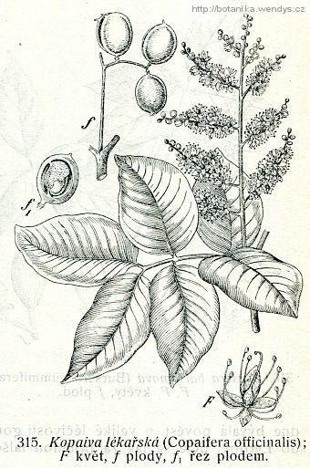 Kopaiva lékařská - Copaifera officinalis