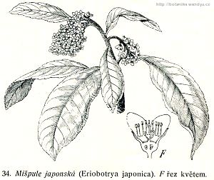 Mišpulník japonský (lokvát) - Eriobotrya japonica