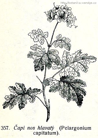 Pelargonie vonná - Pelargonium capitatum