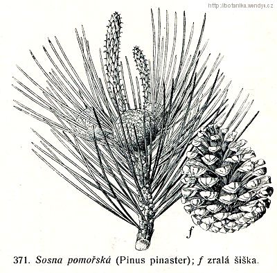 Borovice přímořská - Pinus pinaster