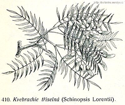 Kvebrachie tříselná - Schinopsis lorentzii