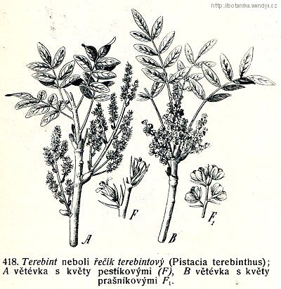 Řečík terebintový - Pistacia terebinthus