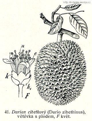 Durian cibetkový - Durio zibethinus