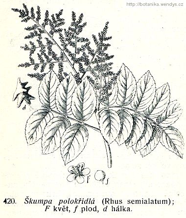 Škumpa čínská - Rhus chinensis