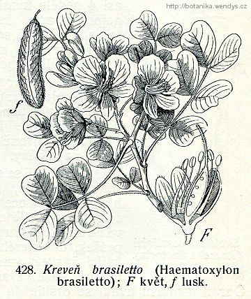 Kreveň obecná - Haematoxylon campechianum