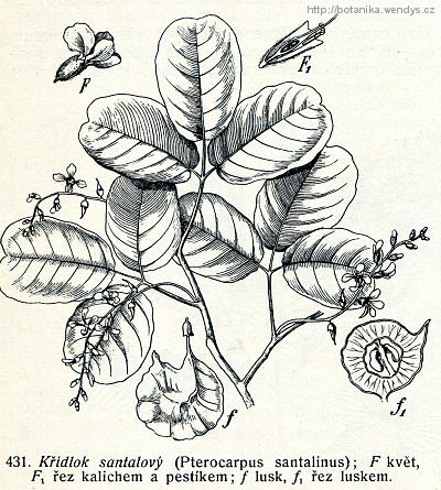 Křídlok santalový - Pterocarpus santalinus
