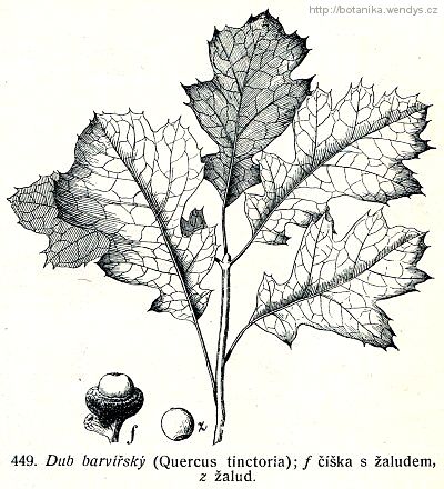 Dub barvířský - Quercus tinctoria