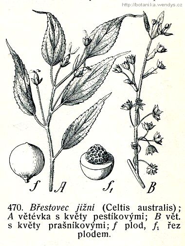 Břestovec jižní - Celtis australis