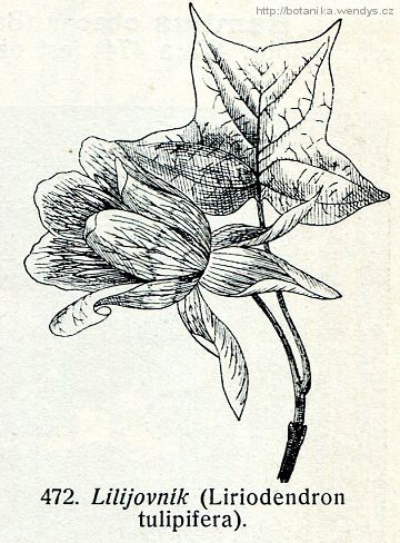 Liliovník tulipánokvětý - Liriodendron tulipifera