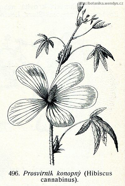 Ibišek konopný - Hibiscus cannabinus