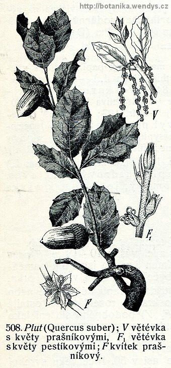 Dub korkový - Quercus suber