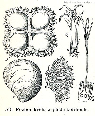 Kotrboul maloplodý - Phytelephas microcarpa