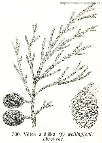 Sekvojovec obrovský - Sequoiadendron giganteum