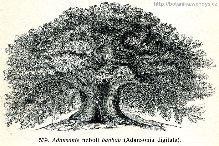Baobab prstnatý - Adansonia digitata