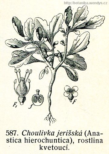 Choulivka jerišská - Anastatica hierochuntica