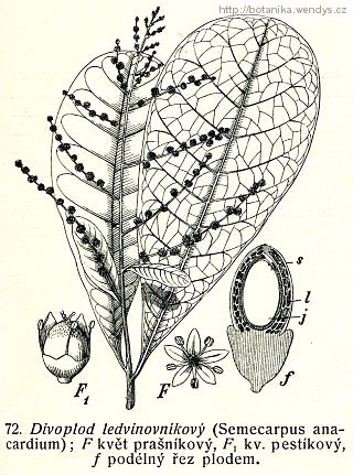 Divoplod ledvinovníkový - Semecarpus anacardium