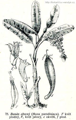 Banánovník - Musa paradisiaca