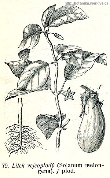 Lilek vejcoplodý - baklažán - Solanum melongena