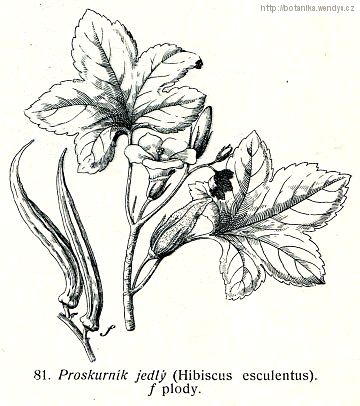Ibišek jedlý - Hibiscus esculentus