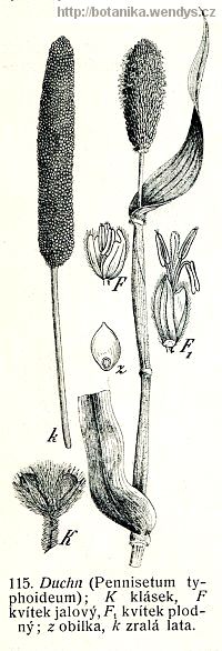 Dochan klasnatý - Pennisetum americanum