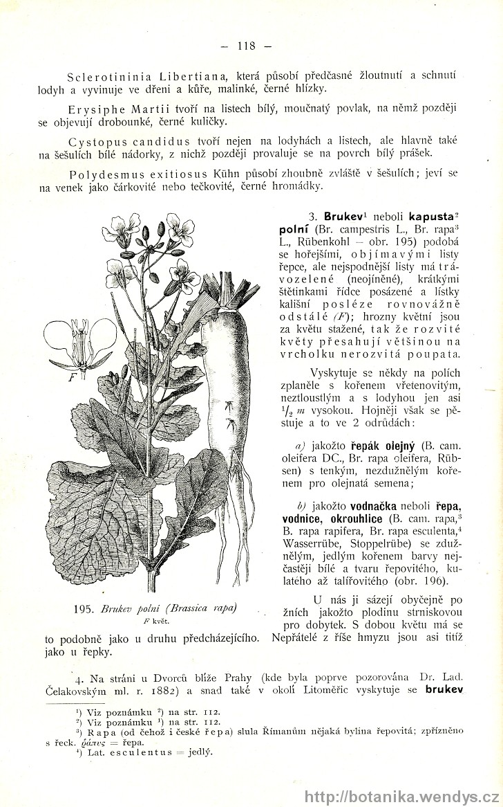 Názorná květena zemí koruny české, svazek 2, strana 118