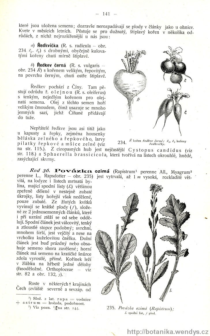 Názorná květena zemí koruny české, svazek 2, strana 141