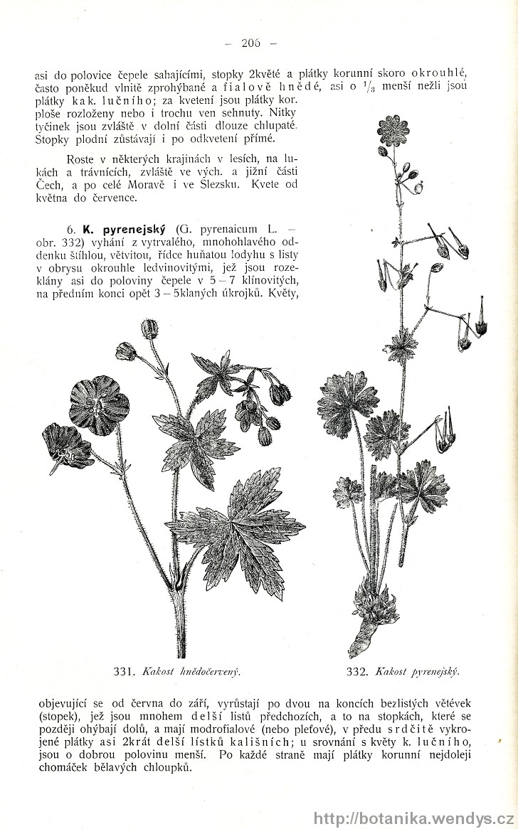 Názorná květena zemí koruny české, svazek 2, strana 206