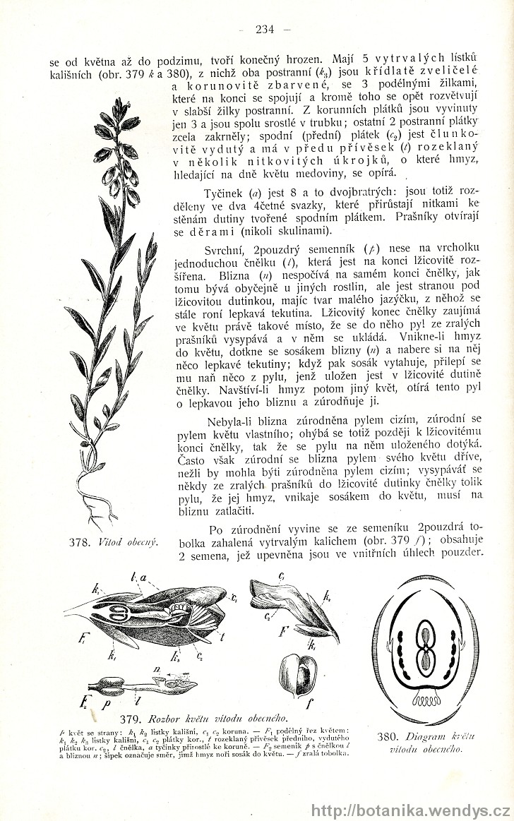 Názorná květena zemí koruny české, svazek 2, strana 234