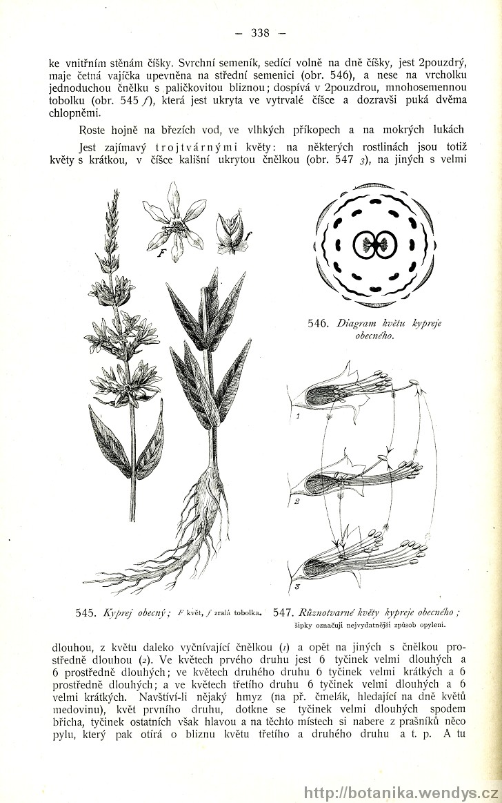 Názorná květena zemí koruny české, svazek 2, strana 338