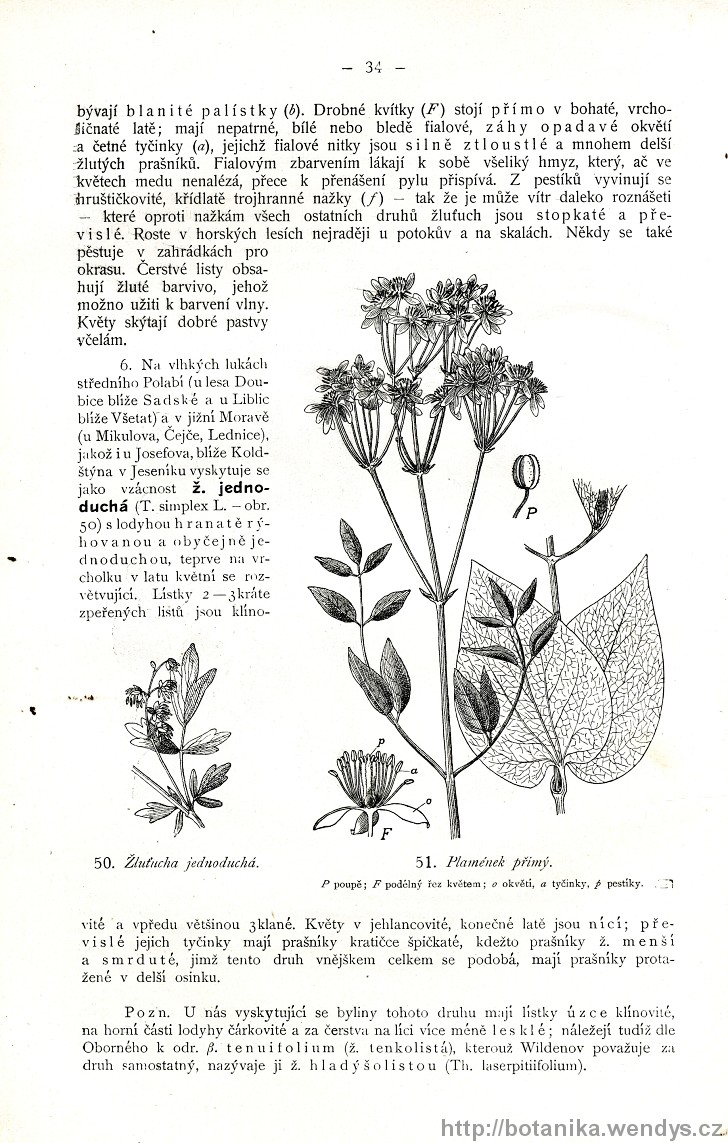 Názorná květena zemí koruny české, svazek 2, strana 34