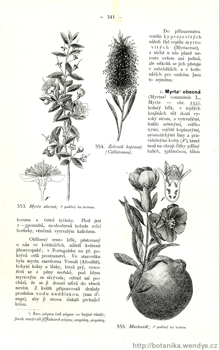 Názorná květena zemí koruny české, svazek 2, strana 341