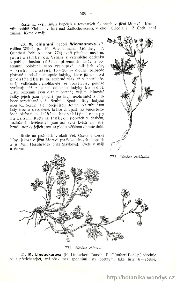 Názorná květena zemí koruny české, svazek 2, strana 509