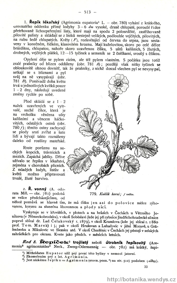 Názorná květena zemí koruny české, svazek 2, strana 513