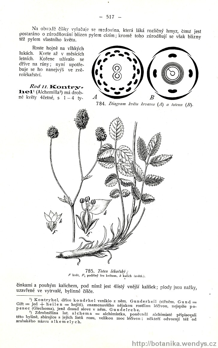 Názorná květena zemí koruny české, svazek 2, strana 517