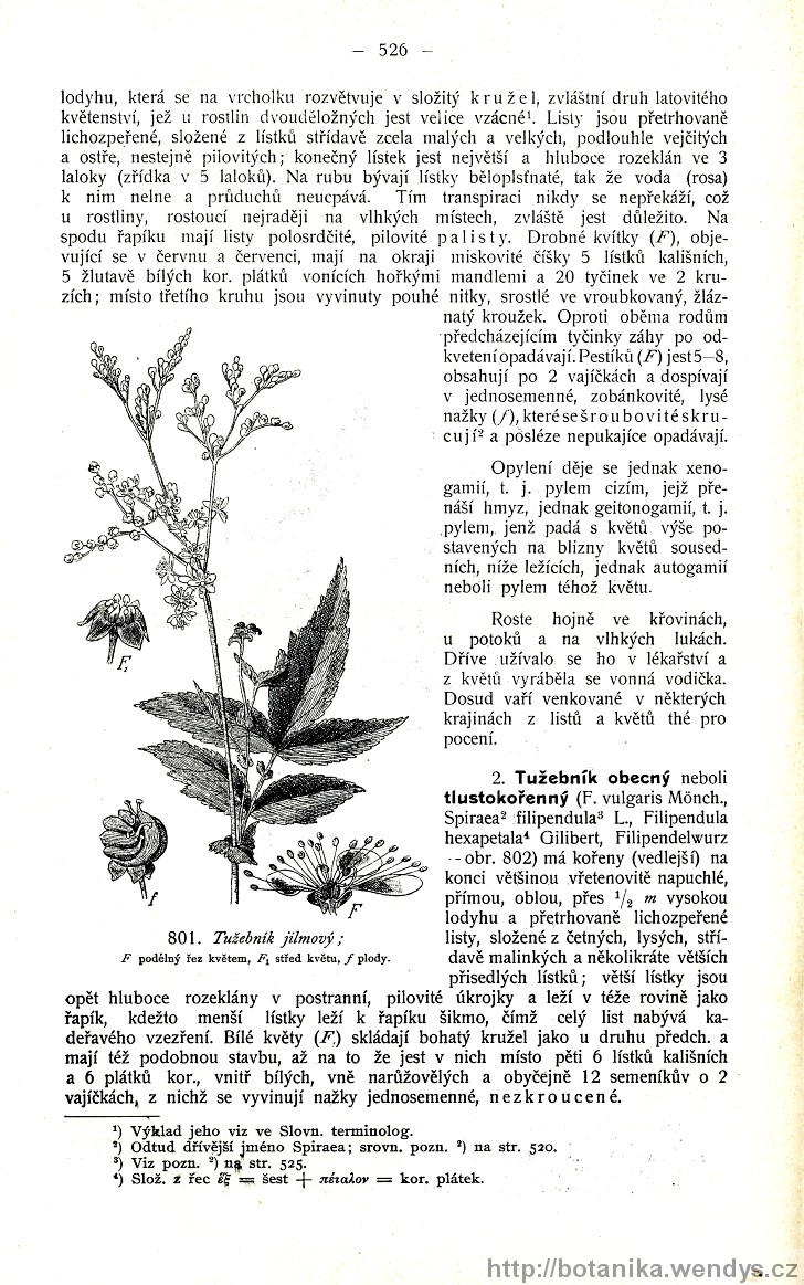 Názorná květena zemí koruny české, svazek 2, strana 526