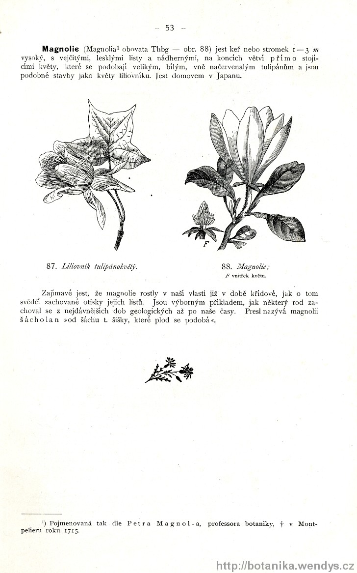 Názorná květena zemí koruny české, svazek 2, strana 53