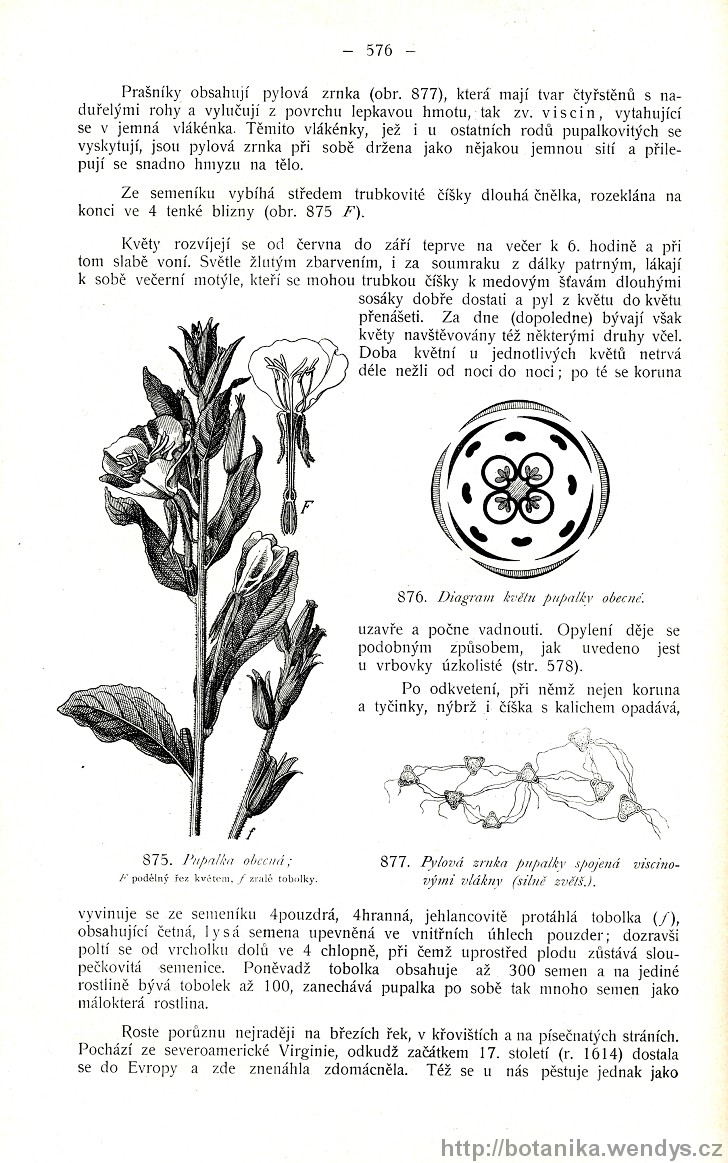 Názorná květena zemí koruny české, svazek 2, strana 576