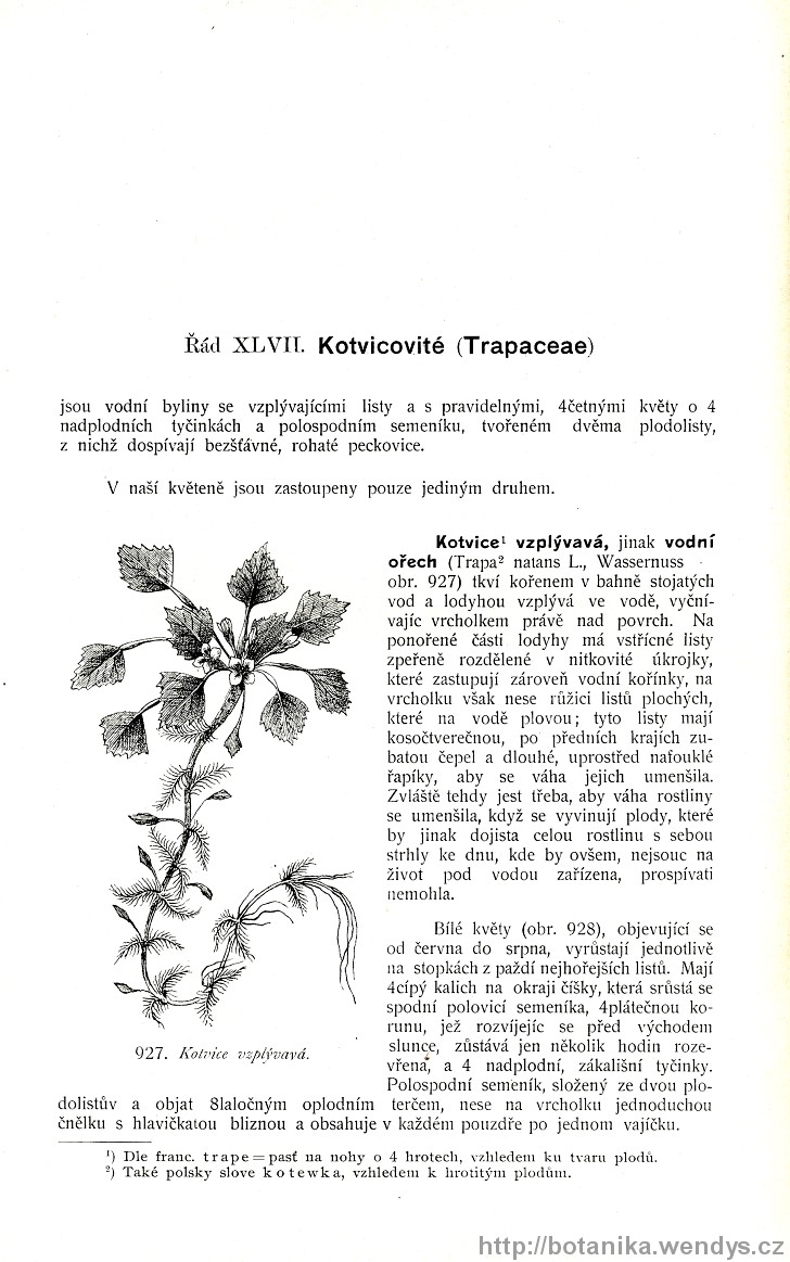Názorná květena zemí koruny české, svazek 2, strana 604