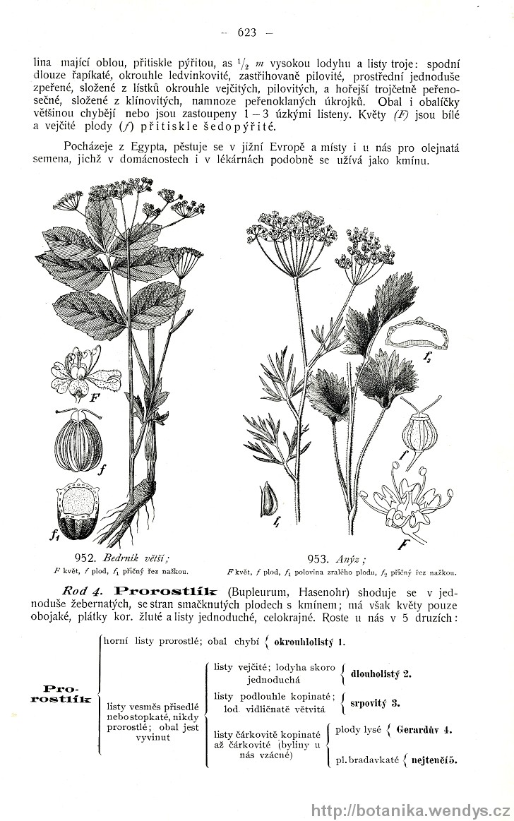 Názorná květena zemí koruny české, svazek 2, strana 623