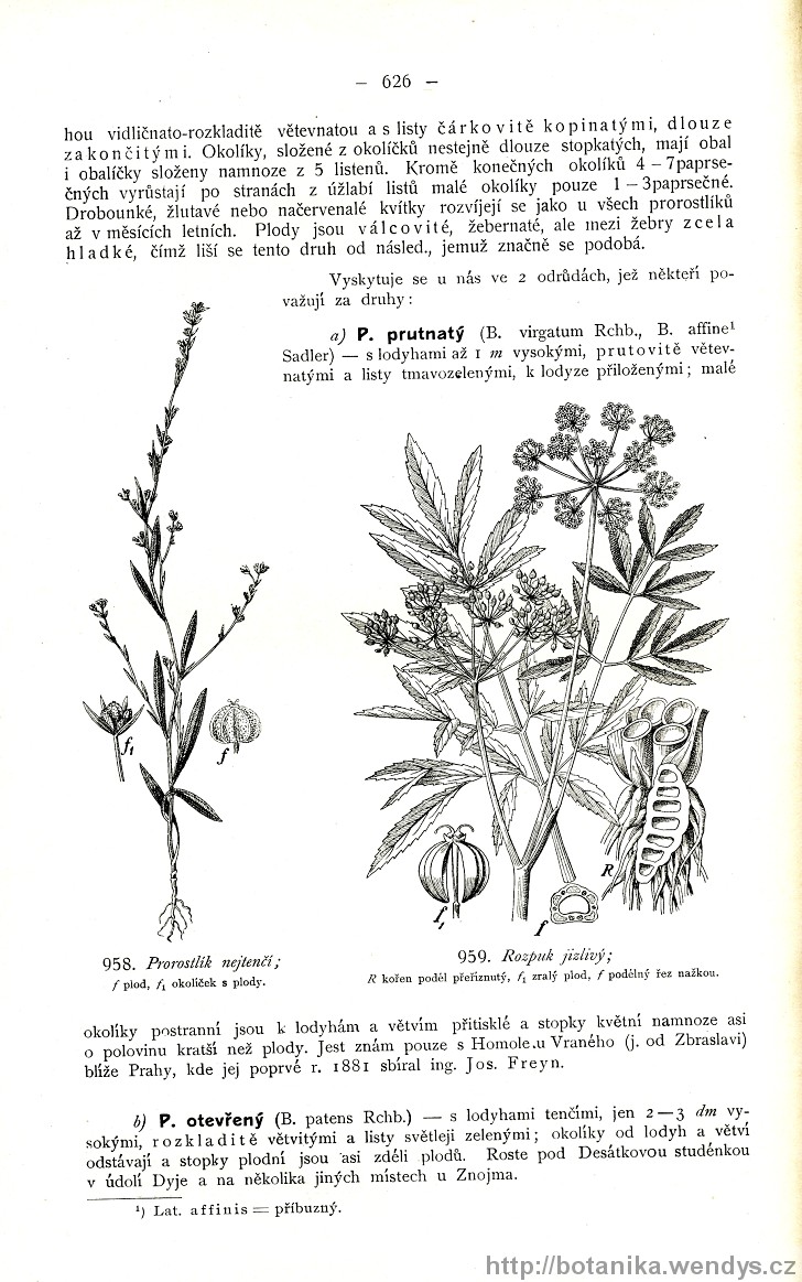 Názorná květena zemí koruny české, svazek 2, strana 626